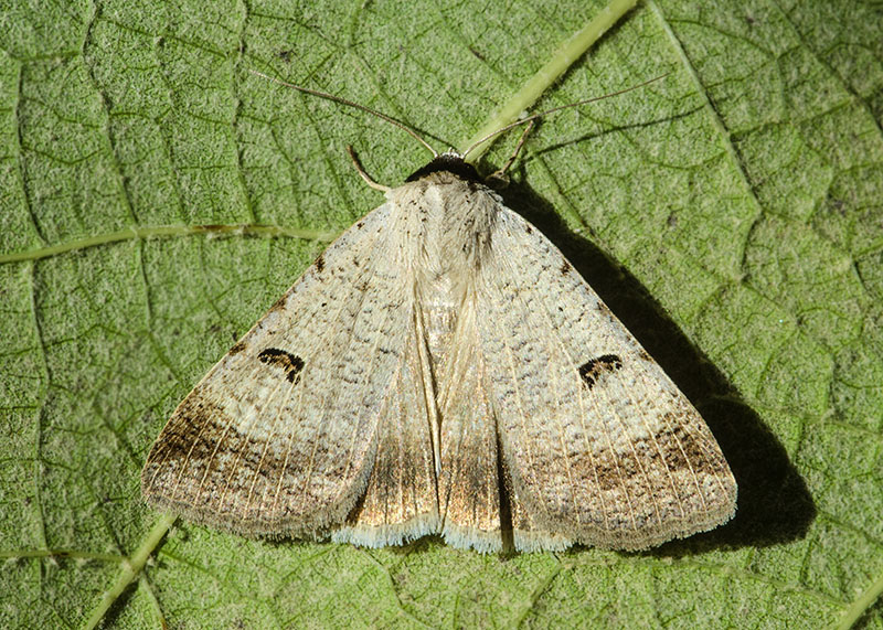 Erebidae - Lygephila craccae